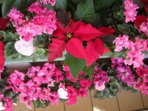 クリスマスの鉢花｜「サワムラ生花店」　（愛知県西尾市の花キューピット加盟店 花屋）のブログ