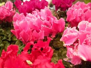 暖かい色｜「サワムラ生花店」　（愛知県西尾市の花キューピット加盟店 花屋）のブログ