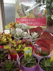 冬も多肉ライフ☆｜「サワムラ生花店」　（愛知県西尾市の花キューピット加盟店 花屋）のブログ