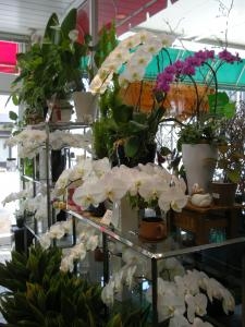胡蝶蘭の美しさ☆｜「サワムラ生花店」　（愛知県西尾市の花キューピット加盟店 花屋）のブログ