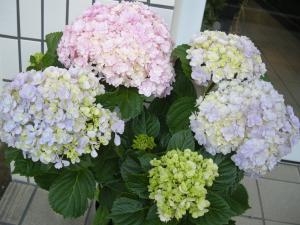 てまりてまり｜「サワムラ生花店」　（愛知県西尾市の花キューピット加盟店 花屋）のブログ