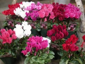 冬の花鉢を入荷しました｜「サワムラ生花店」　（愛知県西尾市の花キューピット加盟店 花屋）のブログ