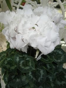 純白な花たち｜「サワムラ生花店」　（愛知県西尾市の花キューピット加盟店 花屋）のブログ