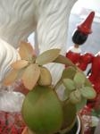 芽吹き｜「サワムラ生花店」　（愛知県西尾市の花キューピット加盟店 花屋）のブログ