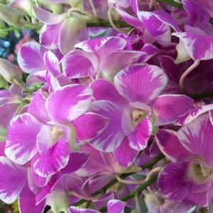 デンファレの花束｜「サワムラ生花店」　（愛知県西尾市の花キューピット加盟店 花屋）のブログ