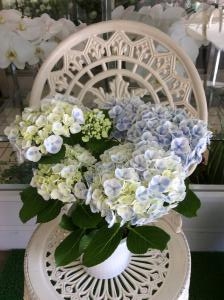 紫陽花の鉢｜「サワムラ生花店」　（愛知県西尾市の花キューピット加盟店 花屋）のブログ