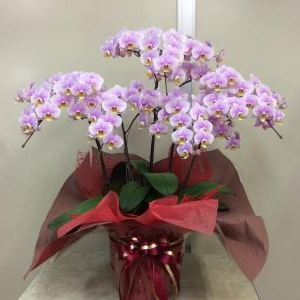 御祝い事には愛知県産の新鮮な胡蝶蘭鉢がおすすめです。｜「サワムラ生花店」　（愛知県西尾市の花キューピット加盟店 花屋）のブログ