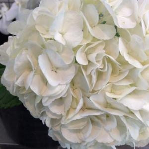 白い紫陽花♪｜「サワムラ生花店」　（愛知県西尾市の花キューピット加盟店 花屋）のブログ