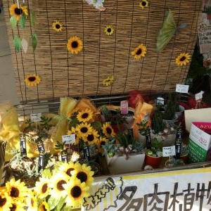 夏の暑さにも強い多肉植物☆｜「サワムラ生花店」　（愛知県西尾市の花キューピット加盟店 花屋）のブログ