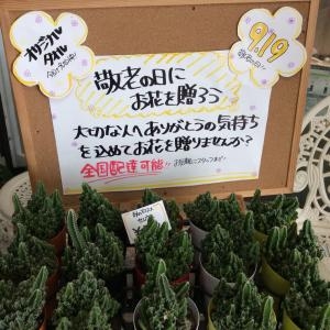 9月19日は 敬老の日 秋の彼岸入り 花屋ブログ 愛知県西尾市の花屋 サワムラ生花店にフラワーギフトはお任せください 当店は 安心と信頼 の花キューピット加盟店です 花キューピットタウン