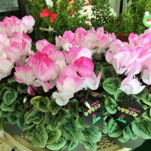 花キューピット研修の成果が出ています♪｜「サワムラ生花店」　（愛知県西尾市の花キューピット加盟店 花屋）のブログ