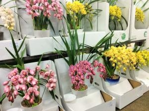 シンピジューム入荷しました！｜「サワムラ生花店」　（愛知県西尾市の花キューピット加盟店 花屋）のブログ