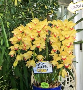 お正月を迎える準備｜「サワムラ生花店」　（愛知県西尾市の花キューピット加盟店 花屋）のブログ