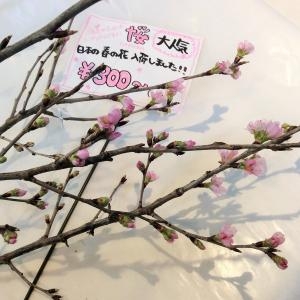 サクラサク☆｜「サワムラ生花店」　（愛知県西尾市の花キューピット加盟店 花屋）のブログ