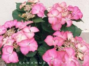 雨の日は紫陽花の鉢をギフトにおすすめです♪｜「サワムラ生花店」　（愛知県西尾市の花キューピット加盟店 花屋）のブログ