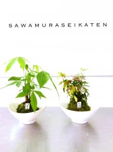 お部屋の模様替えにインテリアグリーンがおすすめです♪｜「サワムラ生花店」　（愛知県西尾市の花キューピット加盟店 花屋）のブログ