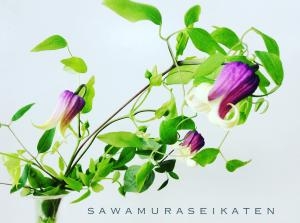 HPをリニューアルしました。｜「サワムラ生花店」　（愛知県西尾市の花キューピット加盟店 花屋）のブログ