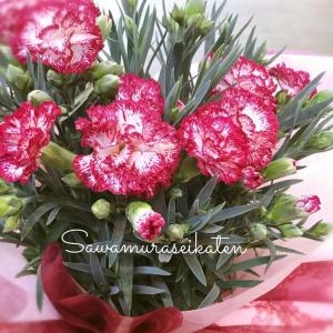 本日は母の日です♡｜「サワムラ生花店」　（愛知県西尾市の花キューピット加盟店 花屋）のブログ